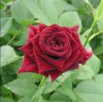 LuxRoses Trandafir teahibrid Mr Lincoln la ghiveci 2L (1017)