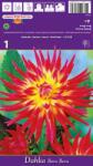  Dalie tip cactus Bora Bora (37260)