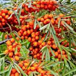 Clematisy Cătină autofertilă Friesdorfer Orange (5804)