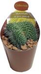  Cactus (Mammillaria spinosissima un pico crestata) la ghiveci ø 6, 5 cm (6500503)