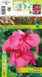 Holland Bulb Market Canna Pink President (10311)