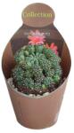  Cactus (Matucana polzii) la ghiveci ø 10, 5 cm (109COLL0094)