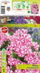 Holland Bulb Market Brumărele Pink Windmill (10422)