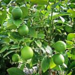  Lămâi verde (Citrus x aurantiifolia) (8000)