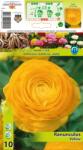 Holland Bulb Market Ranunculus galben (12401)