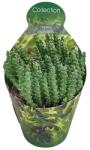  Cactus (Stapelia desmetiana) la ghiveci ø 10, 5 cm (109COLL0070)