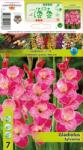 Holland Bulb Market Gladiole Sylvana (10178)