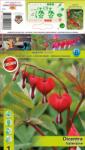 Holland Bulb Market Cerceii doamnei (Dicentra) Valentine (10581)