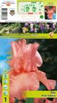Holland Bulb Market Iris germanica (Stânjenel) Pink Tafette (10387)