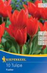 kiepenkerl Lalele pitice Fusilier (505247)