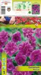 Holland Bulb Market Mușcată englezească (Geranium) Plenum (10321)
