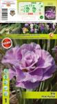 Holland Bulb Market Iris siberian Pink Parfait (10397)