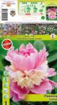 Holland Bulb Market Bujor Sorbet (10405)