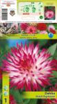 Holland Bulb Market Dalie tip cactus Dutch Explosion (10025)
