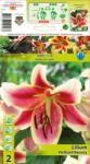 Holland Bulb Market Crin oriental trompetă (OT) Holland Beauty (10143)