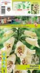 Holland Bulb Market Degețel (Digitalis) Camelot Cream (10454)