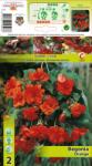 Holland Bulb Market Begonie curgătoare portocalie (10507)