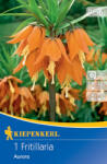kiepenkerl Lalea imperială (Fritillaria) Aurora (507586)