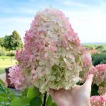 Clematisy Hortensia paniculata Vanilla Fraise (4454)