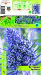 Holland Bulb Market Scai vânăt (Eryngium) Bethlehem (11140)