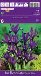  Iris pitic Purple Gem (37204)