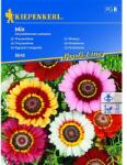 kiepenkerl Semințe de crizantemă, mix multicolor (96524)