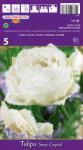  Lalele franjurate Snow Crystal (37077)
