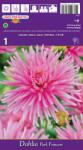 Holland Bulb Market Dalie tip cactus Park Princess (37264)