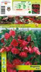 Holland Bulb Market Begonie curgătoare roz (10217)
