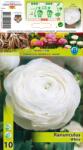 Holland Bulb Market Ranunculus alb (12402)