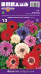 kiepenkerl Anemone duble St. Brigid mix multicolor (37180)
