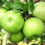 Tsesmelis Măr columnar Granny Smith (2054)