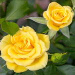 LuxRoses Trandafir pitic Flower Power Gold ® la ghiveci 3L (3660)