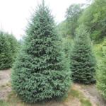  Molid alb canadian (Picea glauca Nova Scotia) la ghiveci C1 (33011)