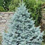  Molid argintiu Kaibab (Picea pungens Glauca Kaibab) la ghiveci C1 (9401)