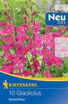 kiepenkerl Gladiole Byzantinus (507944)