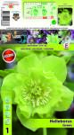 Holland Bulb Market Spânz (Helleborus) Double Ellen verde (10338)