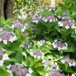 Clematisy Hortensia macrophylla Libelle (4729)