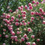 LuxRoses Trandafir urcător Eden Rose ® la ghiveci 3L (4559)