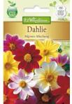 Chrestensen Semințe de dalii Mignon, mix multicolor (78907)