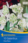 kiepenkerl Ghiocei (Galanthus woronowii) Flore Pleno (504691)