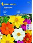 kiepenkerl Semințe de dalie Mignon, mix multicolor (96525)