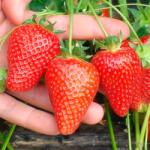 SuperStrawberry Căpșuni Asia (5394)