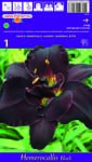 Holland Bulb Market Crin de o zi (Hemerocallis) Double Black (37443)