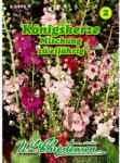 Chrestensen Semințe de lumânărică (Verbascum phoeniceum) mix multicolor (87819)