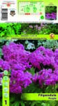 Holland Bulb Market Crețușcă (Filipendula) violet (11142)