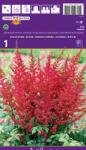 Holland Bulb Market Astilbe roșii (37411)