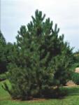  Pin austriac negru (Pinus nigra austriaca) la ghiveci C1 (33015)