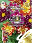 Chrestensen Semințe de dalii Collarette Dandy, mix multicolor (87806)