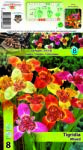 Holland Bulb Market Tigridia mix multicolor (10268)